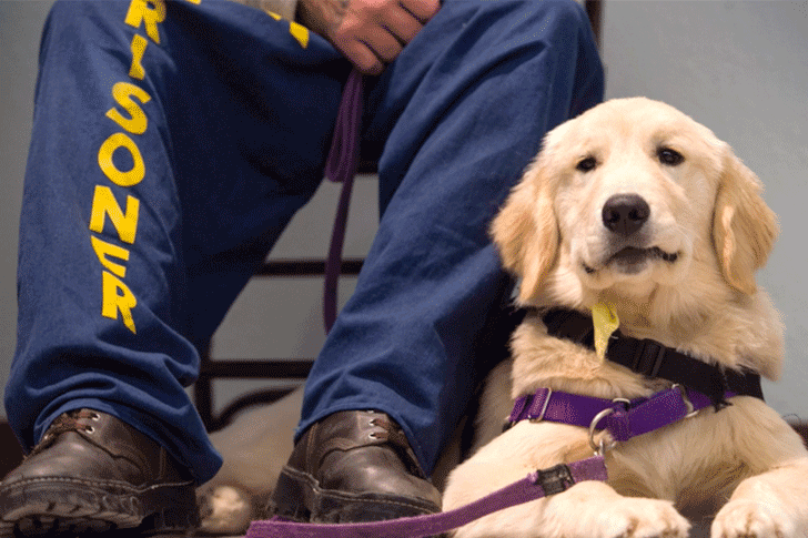 Protect CA - News - Prison Rehab Fails - Image of Prisoner with Dog